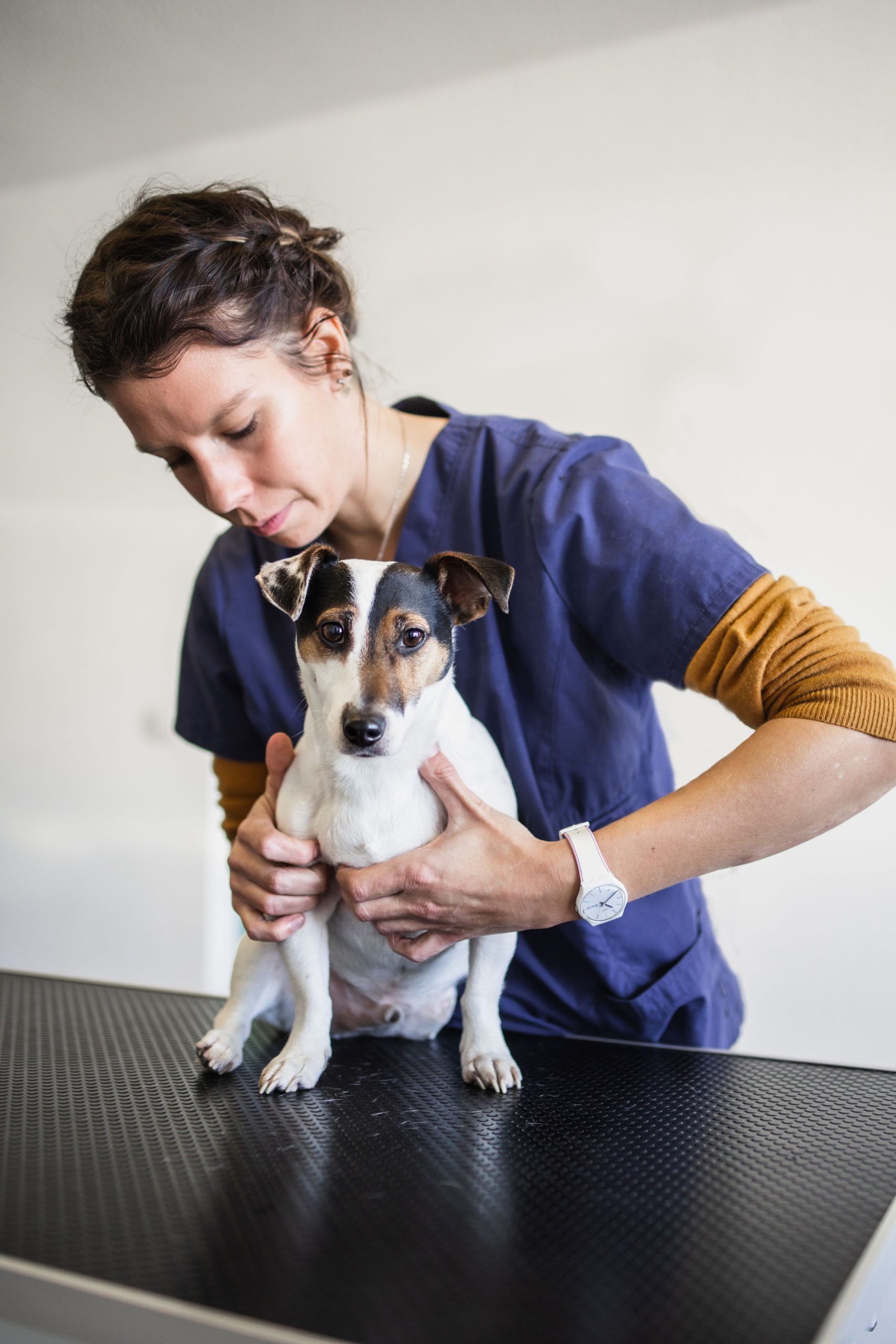 You are currently viewing La luxation de rotule chez les chiens et ostéopathie