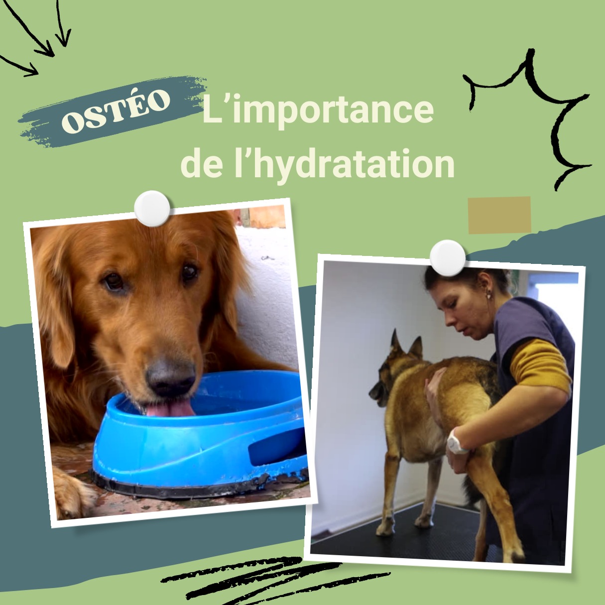You are currently viewing L’Hydratation: Un pilier de la récupération en Ostéopathie Animale