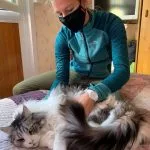 Comportement de Votre Chat