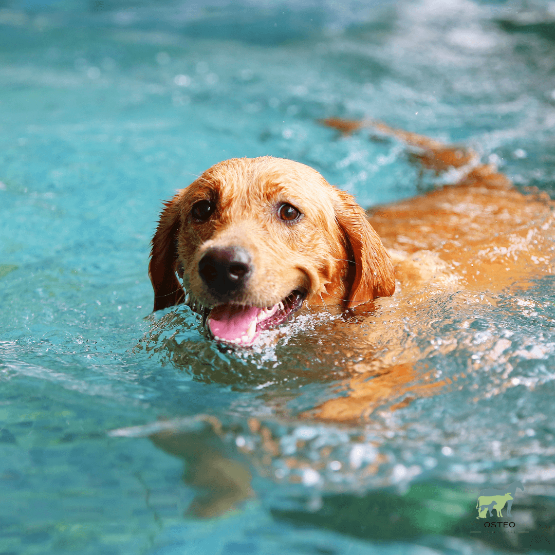 Lire la suite à propos de l’article Les bienfaits de la natation pour son chien – Ostéopathie animale