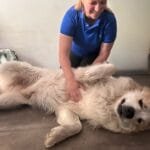 Maelyss - Ostéo Animal'care